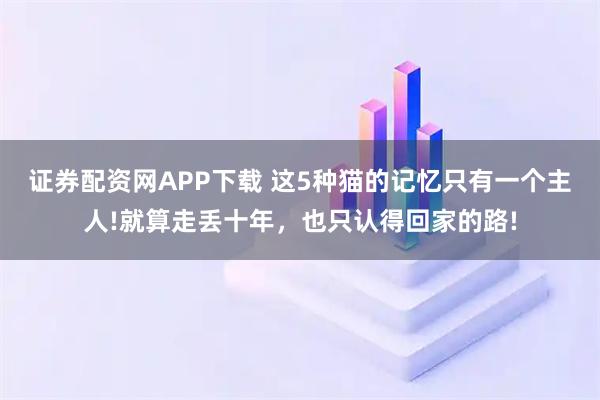 证券配资网APP下载 这5种猫的记忆只有一个主人!就算走丢十年，也只认得回家的路!